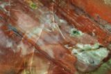 Vibrantly Colored, Polished Petrified Wood Section - Arizona #95074-1